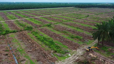 Luftüberflug-über-Weite-Flächen-Von-Palmenfarmland,-Sabrang-Estate-Sime-Darby,-Entwaldung-Für-Plantagen-In-Entwicklungsländern,-Produktivitätsertrag,-Weltweite-Nachfrage-Und-Angebot