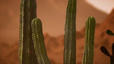 Arizona-Wüstensonnenuntergang-Mit-Riesigem-Saguaro-Kaktus