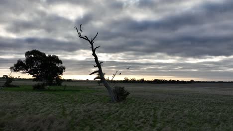 A-flock-of-birds-flying-around-a-dead-tree-at-sunset