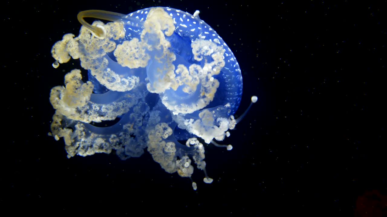 호주에서 일본에 이르기까지 서부 태평양에 서식하는 호주 점박이 해파리를 닫고 검은 배경으로 물에 떠 있습니다.