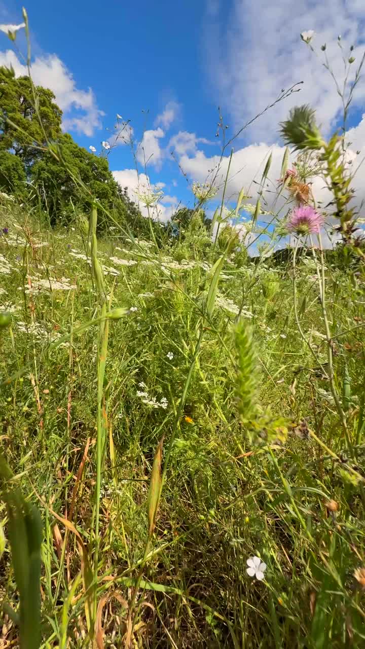 hermoso prado de flores silvestres
