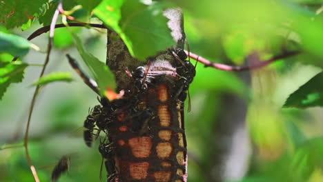 active paper wasps feeding on sap from a birch tree