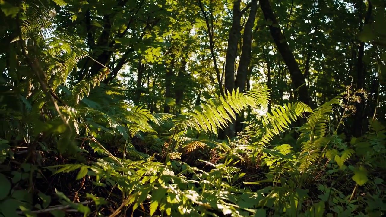 Auringonvalo suodattuu rehevän vihreän metsän lehvästön läpi