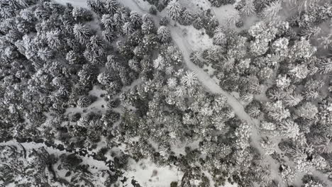 Volando-Sobre-Un-Bosque-Helado-Y-Un-Río