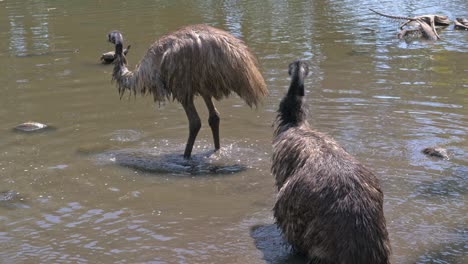 emu birds foraging for food in shallow water