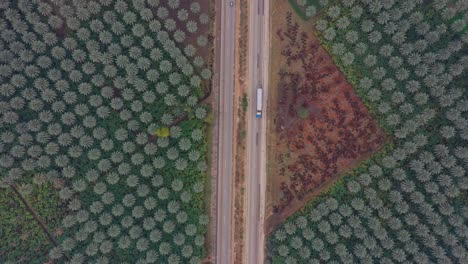 Toma-Aérea-Cinemática-Inclinada-Hacia-Abajo-De-Palmeras-A-Lo-Largo-Del-Lado-De-La-Carretera-Del-Indo-Cerca-De-Sukkur,-Pakistán