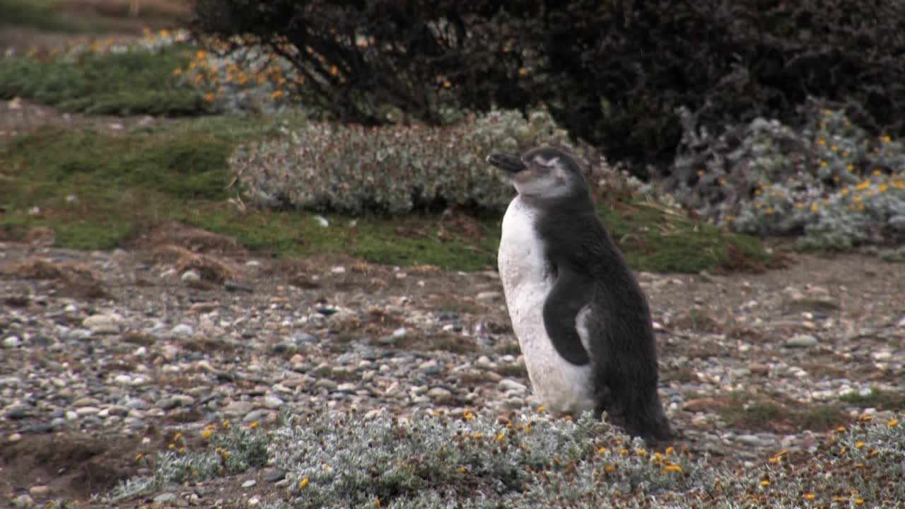 Young magellanic penguin standing between flowers and shakes head in Patagonia, Chile