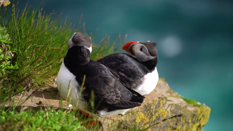 wild atlantic puffin seabird in the auk family in iceland.