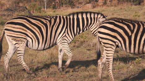 plains zebra walking to another zebra on grassy savannah slope