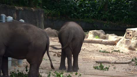 Asian-elephant,-elephas-maximus-gather-sand-with-its-trunk-and-throw-it-onto-the-body,-enjoying-a-sand-bath,-provide-sun-protection,-repelling-bugs-and-removing-parasites