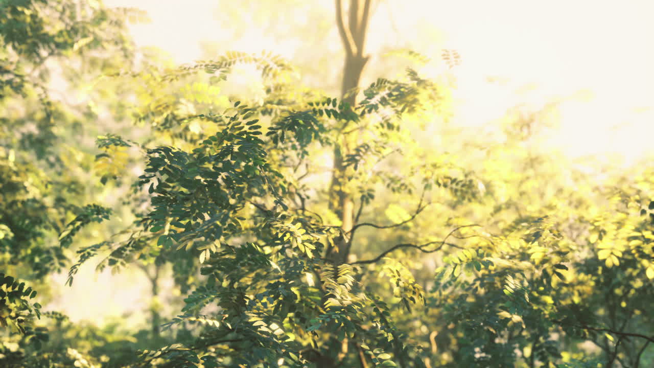 Bright morning light filtering through lush green foliage in a serene forest