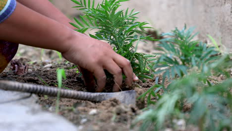 concepto de jardinería