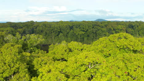 hermosa toma aérea que revela un río escondido dentro de la jungla de guyana