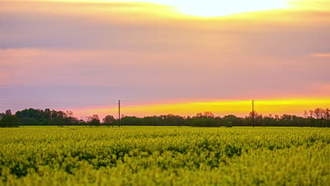 Pradera-De-Flores-Amarillas-Bajo-Un-Cielo-Rosa-Al-Atardecer