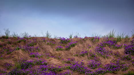 vista del prado de flores silvestres de brezo púrpura en primavera en un día soleado en timelapse