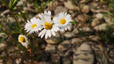 flor de leucanthemum vulgare en flor