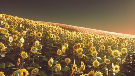 Feld-Blühender-Sonnenblumen-Auf-Einem-Hintergrundsonnenuntergang