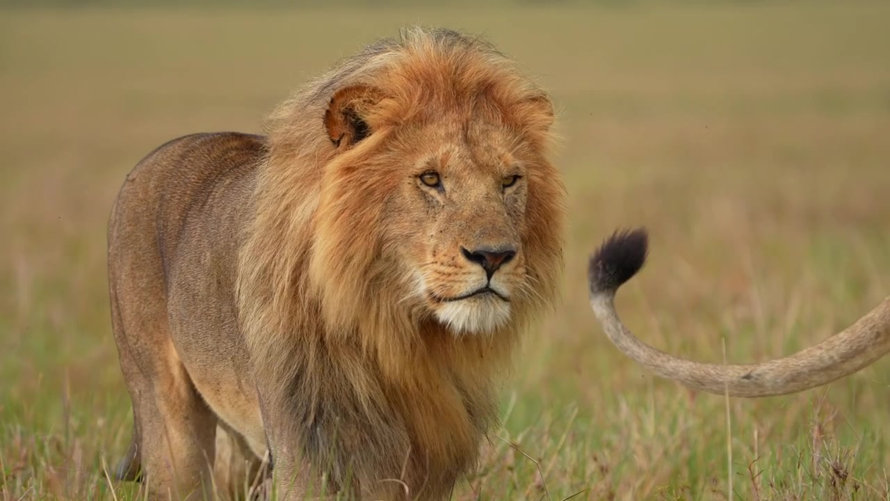 Filmový pohled na pár afrických lvů v jejich přirozeném prostředí