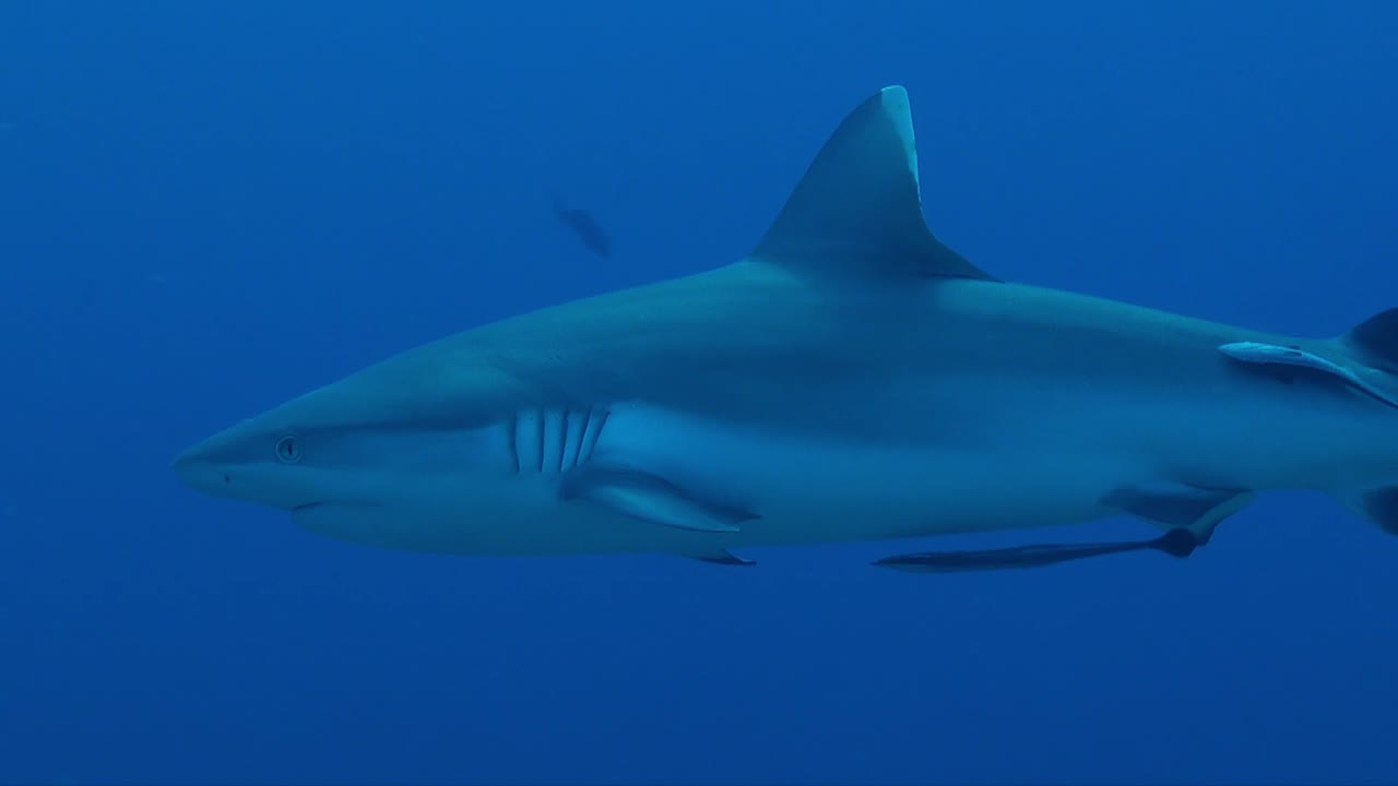 Sotto l'acqua lo squalo grigio di barriera