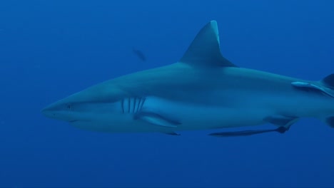grey reef shark underwater