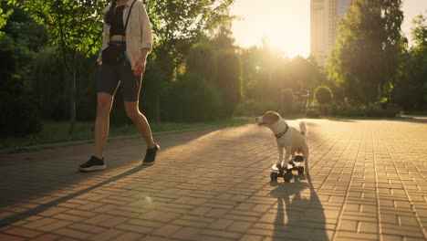 woman walking her dog who is riding a skateboard in a park