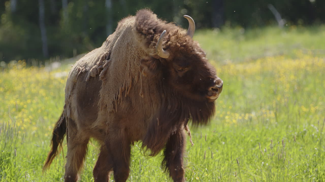 el bisonte europeo camina en el prado con el abrigo peludo, sacude la cola y la cabeza, slomo