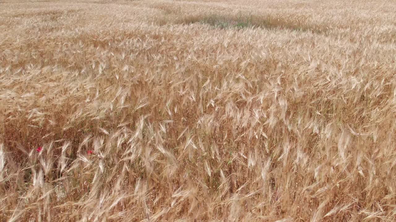 Aerial parallax above wheat waving in the wind, golden yellow nature pattern