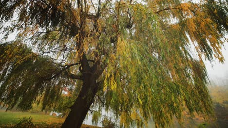 a weeping willow on the bank of the small pond in the city park