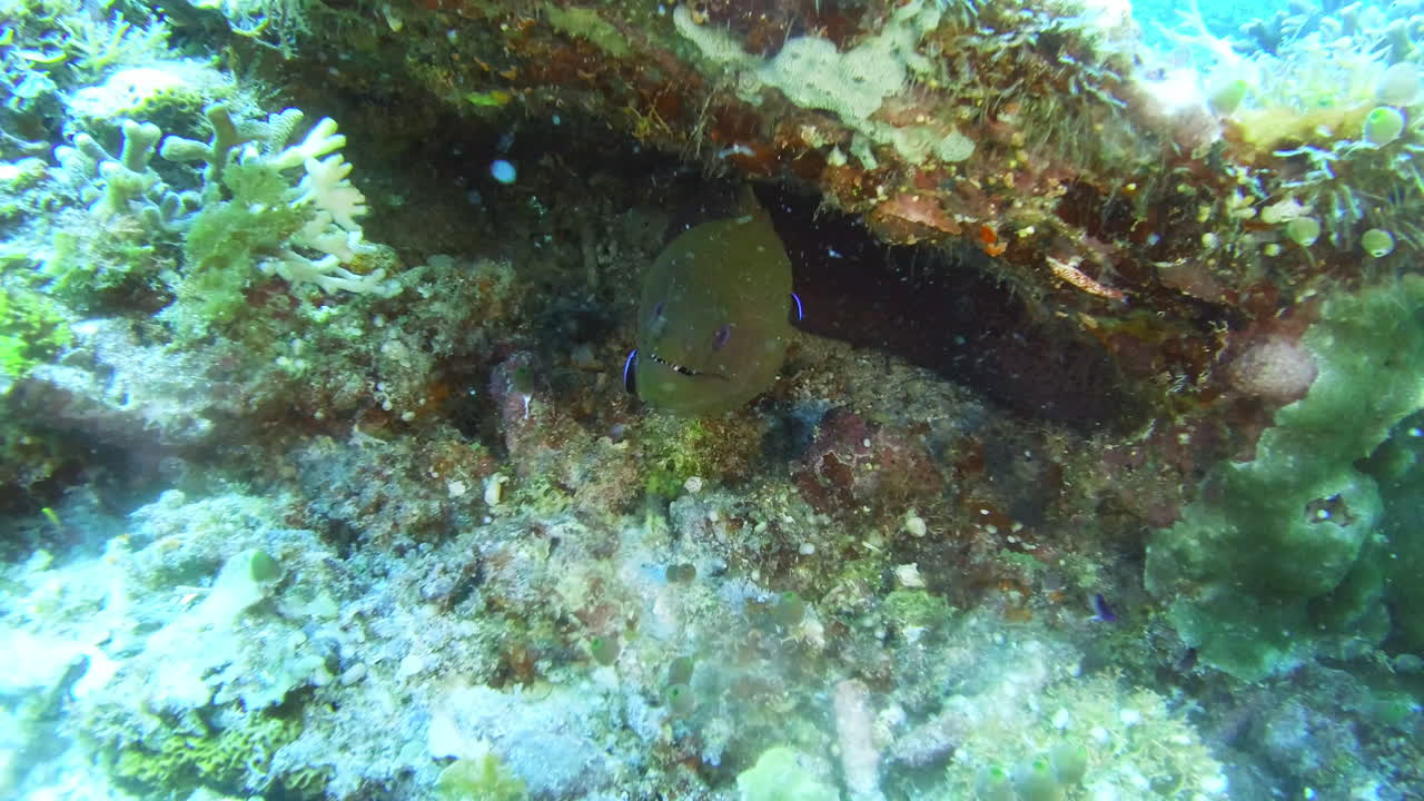 algo turbio está acechando en los arrecifes
