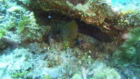 Something-murky-is-lurking-in-the-reefs