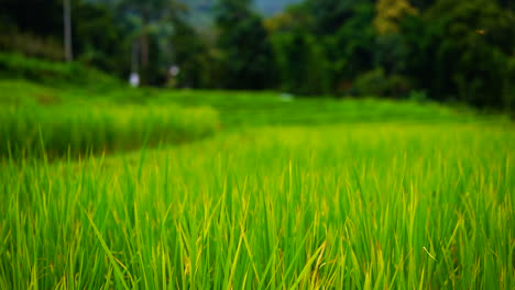 green field background in close up view.