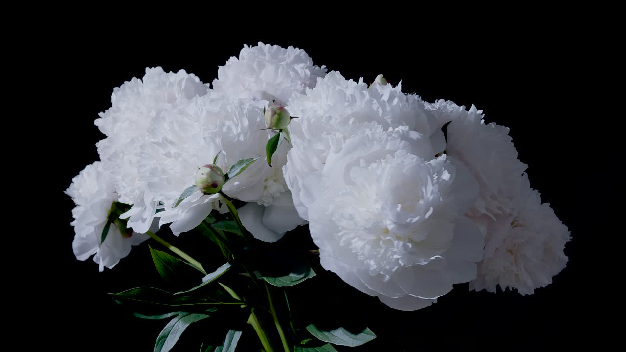 White peonies in studio closeup sliding rotating display