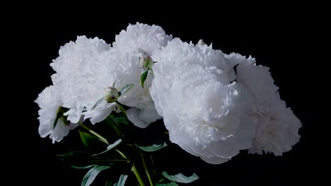 White-peonies-in-studio-closeup-sliding-rotating-display