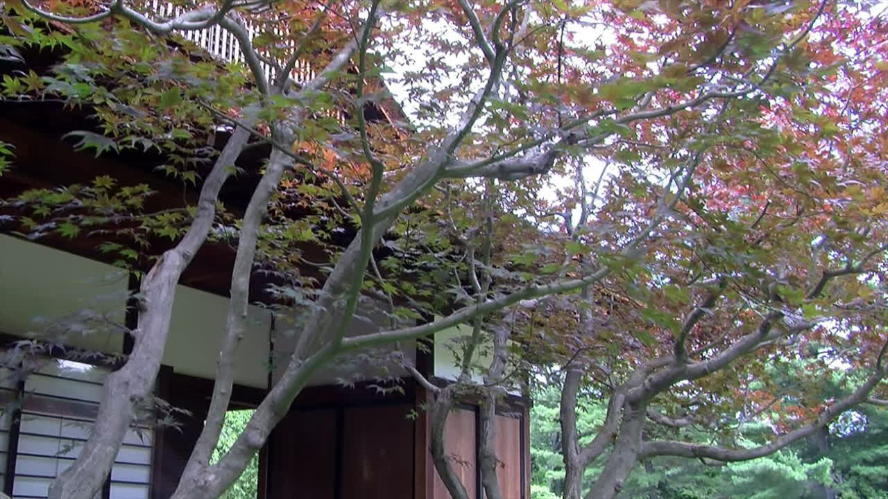 tiro de foque se mueve desde la vista de la casa japonesa con el árbol de arce japonés a la pasarela de piedra