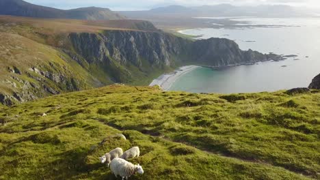 lofoten islands and beach aerial view in norway