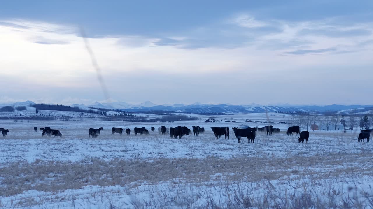 rebaño de vacas de carne pastan pastos nevados al amanecer en el rancho de ganado de alberta