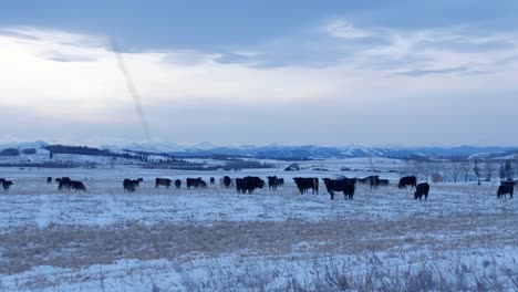 一群牛在阿尔伯塔牧场的白天在雪地牧场放牧