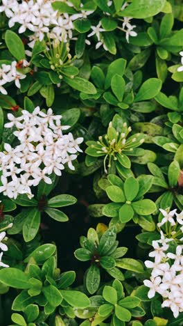 close-up of small white flowers and green leaves