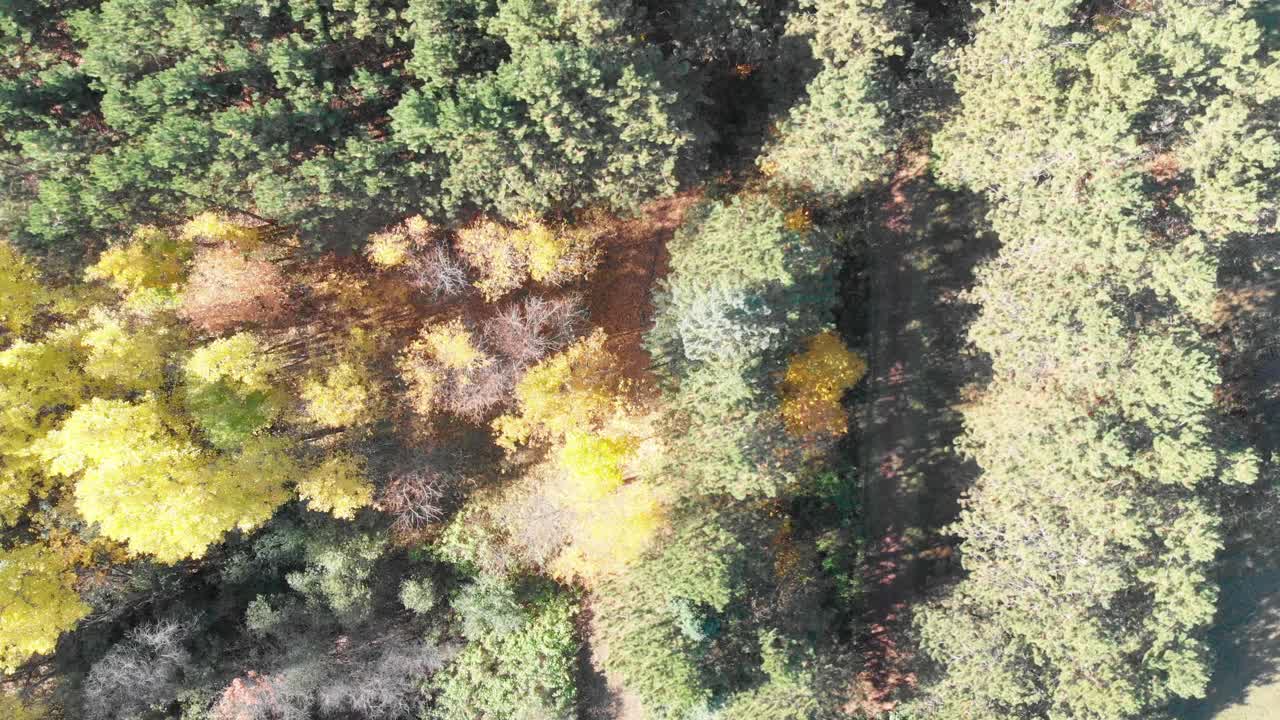 toma aérea de arriba hacia abajo de las copas de los árboles con un sendero en un bosque de colores otoñales con rayos de sol atravesando las copas de los árboles