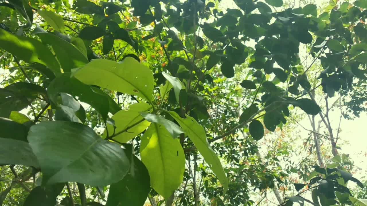 Heavy winds waving and shaking the macro view of light green leaves trees in the tropical rainforest.