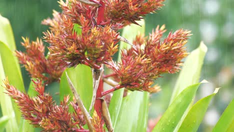 bromeliad aechmea blanchetiana in the tropical rain