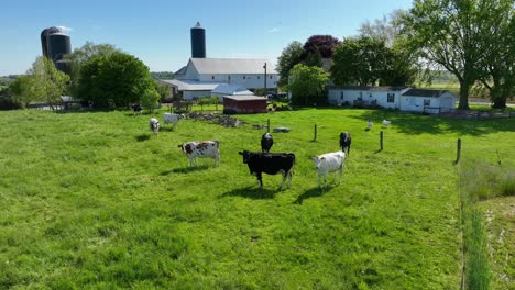 Aerial-view-of-grazing-cows-on-grass-field-at-amish-countryside-farm-in-Lancaster,-Pennsylvania