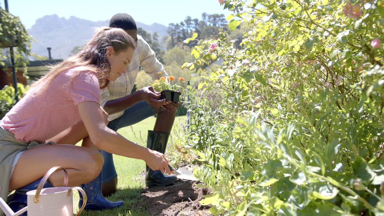 Gardening together, diverse couple planting flowers in garden on sunny day, copy space