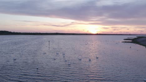 Side-panning-shot-of-swans-swimming-at-ijsselmeer-near-Makkum-with-sunset,-aerial