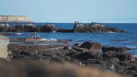 Cormorants-and-seagulls-perched-on-the-rocks-near-the-shore-at-one-of-the-famous-birdwatching-locations-near-Vadso,-Norway