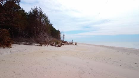 Aerial-view-of-Baltic-sea-coast-on-a-sunny-day,-steep-seashore-dunes-damaged-by-waves,-broken-pine-trees,-coastal-erosion,-climate-changes,-wide-angle-drone-shot-moving-forward-low-over-the-white-sand