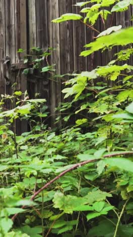 old wooden fence overgrown with plants