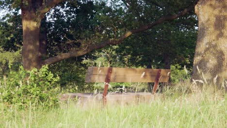 wooden bench in a forest