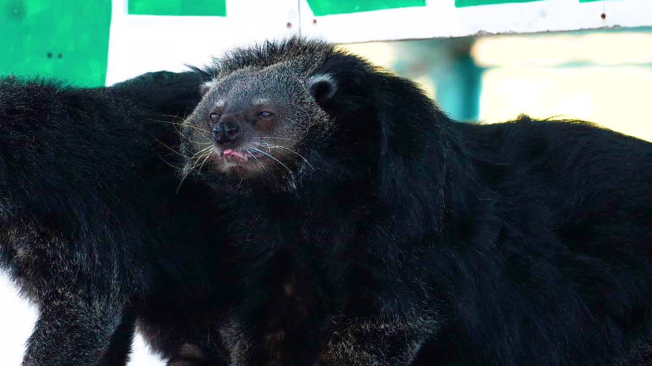 두 마리의 빈투롱이 사회적 행동을 하고 있습니다.