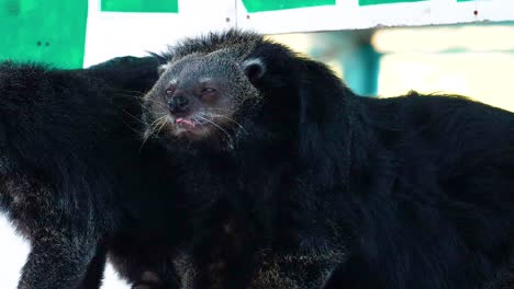 dos binturongs que se involucran en el comportamiento social